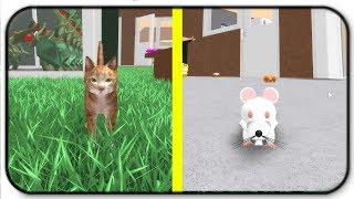 Lets Play A Game Of Cat And Mouse - Roblox Hamster Simulator