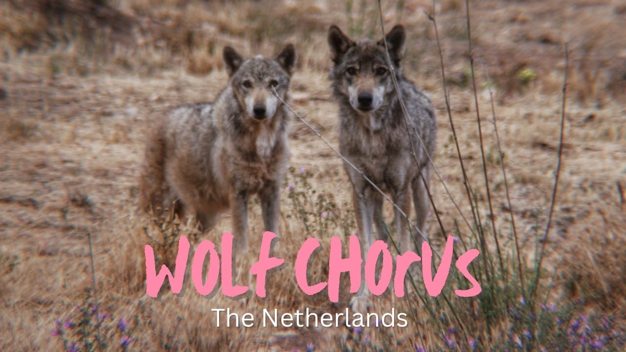 A Wolf Chorus in the Netherlands | Wild Howls From Europe’s Returning ...