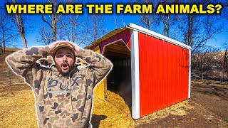 The TRUTH About Where My BACKYARD FARM Animals Have Been…. (I'm Sorry)