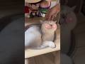 路地裏で痩せ細った子猫を女性が保護 #保護猫 #子猫 #野良猫 #猫癒し #猫のいる生活