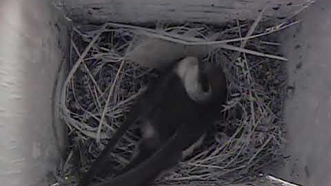 Swallow 2016 feather nest