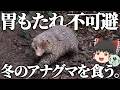 脂たっぷりのアナグマをすき焼きにして食うだけ。