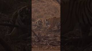 #टाइगर फाइटिंग #tiger #wildlife #forestguard #forest #animals #shorts #trending #motivation #love