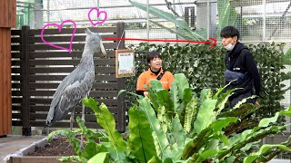 Futaba greets her favorite caretaker! だいすきな飼育員さんにご挨拶! 【12月のふたば4】Shoebill FUTABA in December 2019