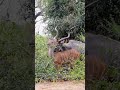 غزال وغزالة يتلقحان غزال وغزالة يتلقحان
