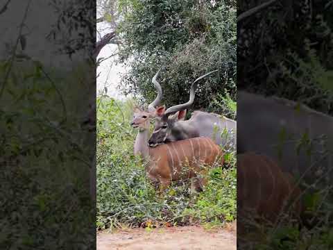 غزال وغزالة يتلقحان