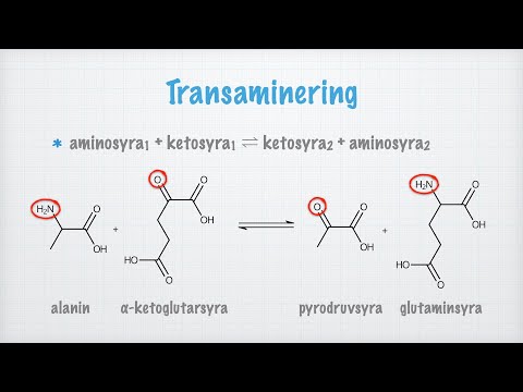 Video: Är Aminofyllin detsamma som teofyllin?