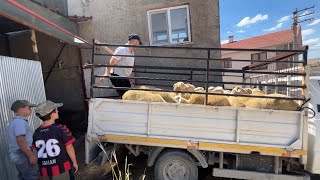 50 Tane Kuzu Aldik 2026