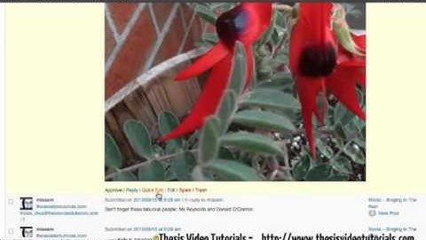 Respond and Edit WordPress Comments Part Two  WordPress Basics