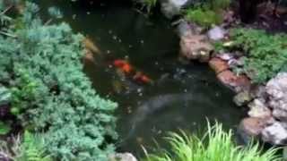 Rain In The Garden Koi Pond