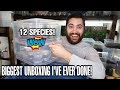 UNBOXING HUGE BOX OF TARANTULAS + SCORPIONS!