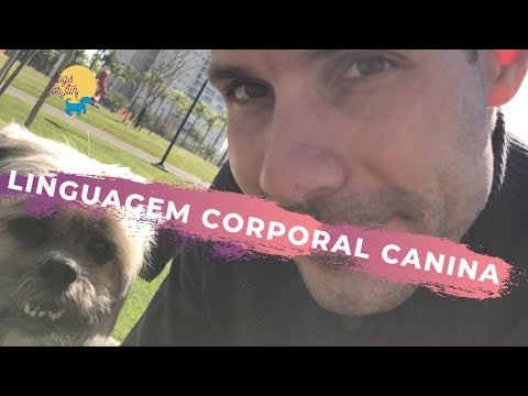 Vídeo: Seu cão está tentando lhe dizer algo?