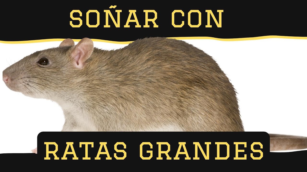 Que Significa Soñar Con Ratas Grandes