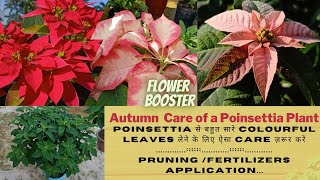 Autumn Care of a Poinsettia Plant/Poinsettia से बहुत सारे कलरफुल पत्ते लेने के लिए अभी ऐसे करें केयर screenshot 5