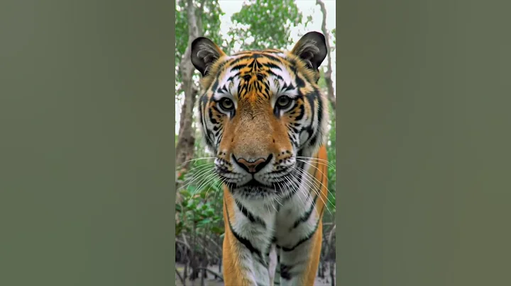 Video 9040971: bengal tiger, forest, tiger face