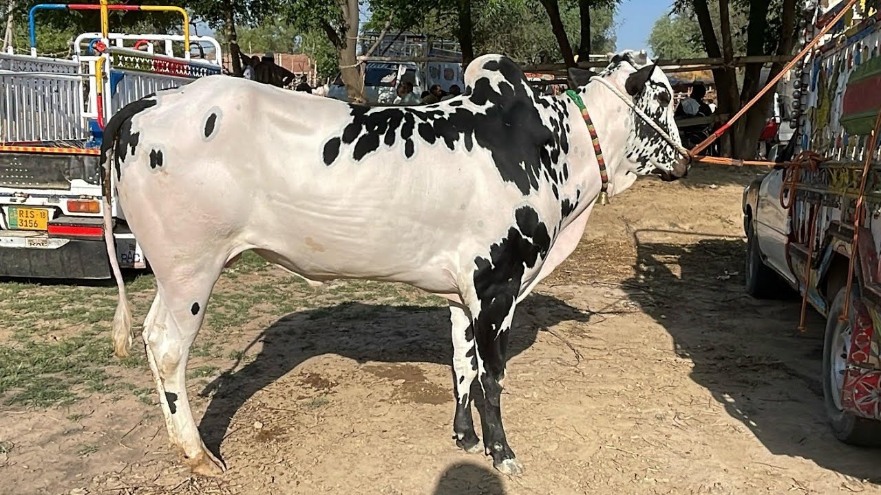 Today Mandra mandi  latest update ll part 1 ll domail mandi ll Jamil tv ll