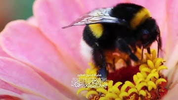 أَيْنَمَا تَكُونُوا يُدْرِككُّمُ الْمَوْتُ | سورة النساء | آية 78