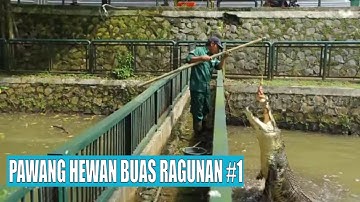 PAWANG HEWAN BUAS RAGUNAN | BERANI COBA (01/10/22) Part 1