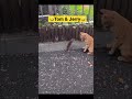 Tom and jerry in real lifeshorts funny tomandjerry