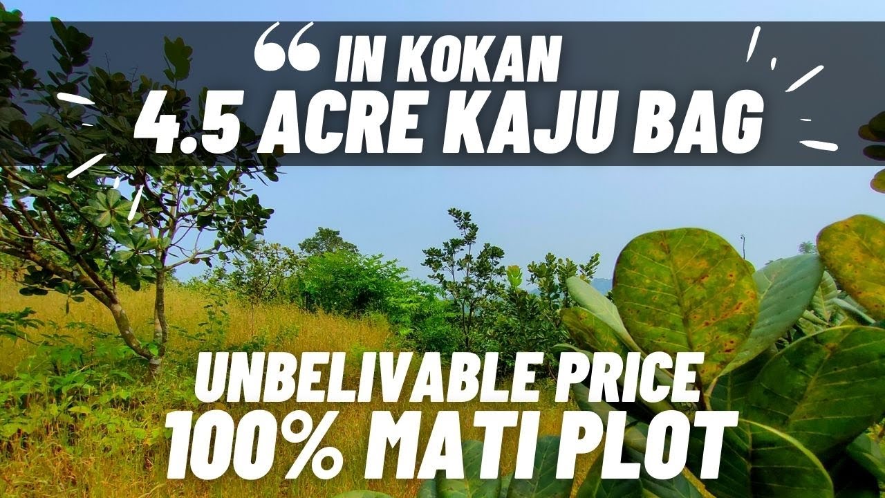 १००% माती प्लॉट आणि काजू बाग अविश्वसनीय किंमतीत !