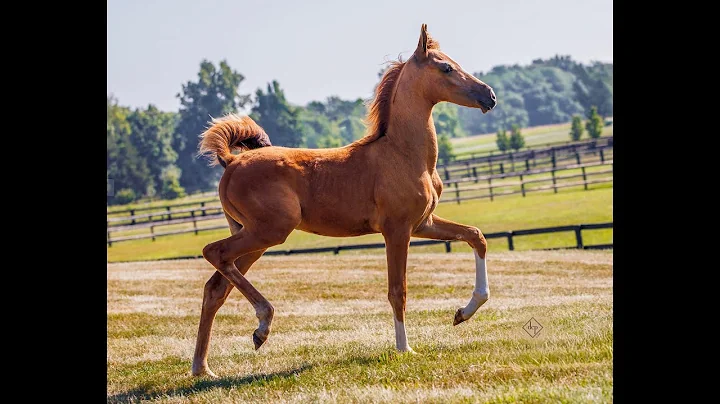 Prosuasion x In Style CRF 2025 Filly