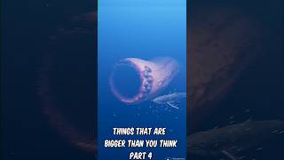Things that are bigger than you think part 4 #shorts #youtubeshorts #facts #viral