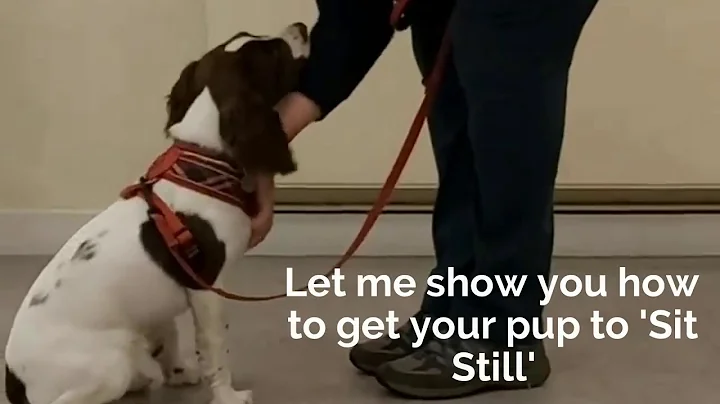 Problem Dog Trainer Edinburgh - Reactive and Anxio...