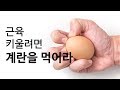 근육 키울려면 계란을 먹어라