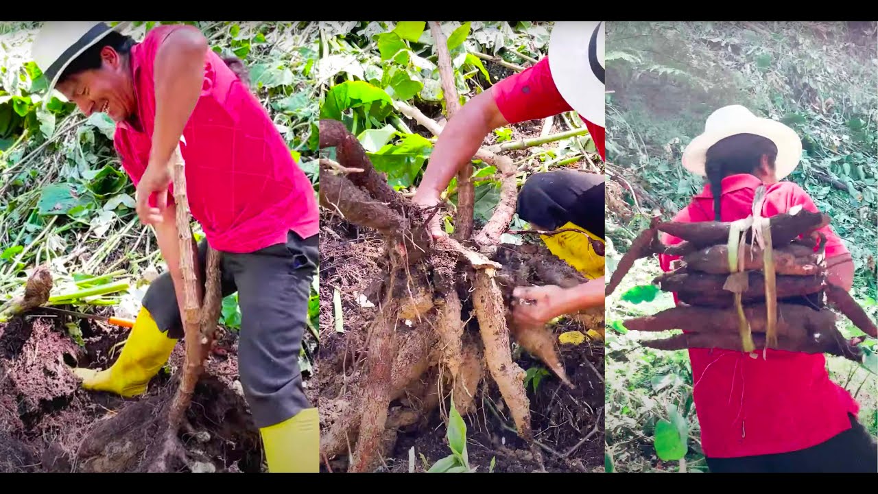 SALÍ A COSECHAR YUCA Y CASI ME COMEN LAS HORMIGAS FEROCES