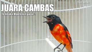 Burung Mantenan Gacor