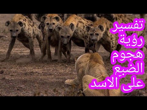 تفسير رؤية هجوم الضبع على الأسد في المنام للرجل والمرأة