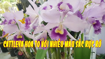 Lan Cattleya hoa to với nhiều màu sắc rực rỡ | Cattleya orchids are colorful | Khai Nguyên Vlog #60