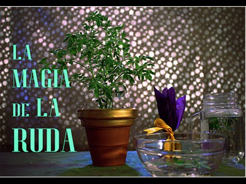 El uso de la Ruda para la SUERTE aprende a usarla en baños y Amuletos ...