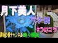 【月下美人】プランター栽培　6つのコツ　23/4/25