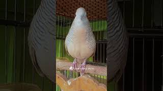 Download Lagu Zebra Dove call Bird sounds for relaxations 81 #birds #birdsounds #birdsoundscape #birdsong #animals MP3