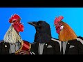 Rooster & Crow - Coffin Dance Meme ( Cover )