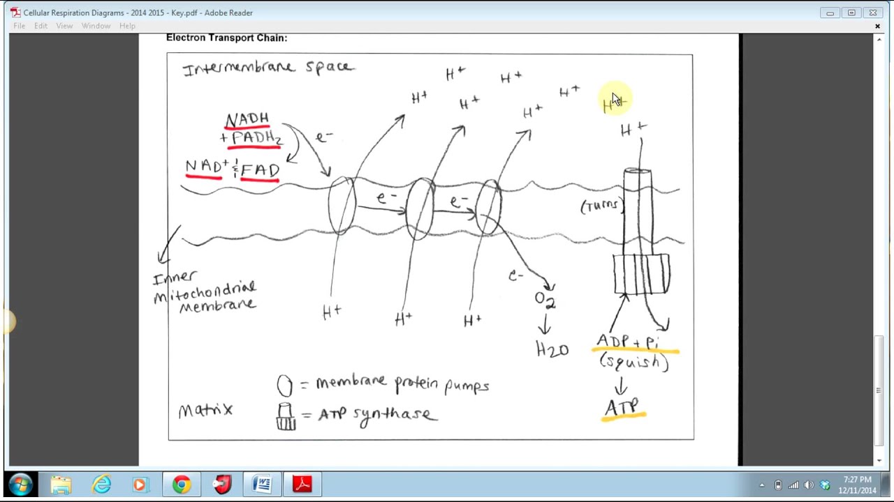 electron transport chain diagram youtube Electron Transport Chain Complex III electron transport chain diagram