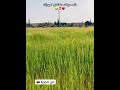شد حيلك منشان نجوزك الشعب الصيني ماله حل اكسبلور الجهمان