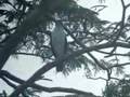 Slaty-backed Forest-falcon