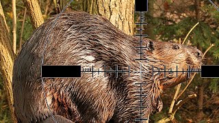 Охота на бобра с фонарем Armytek. Как добывать бобра. Beaver hunting 🦫