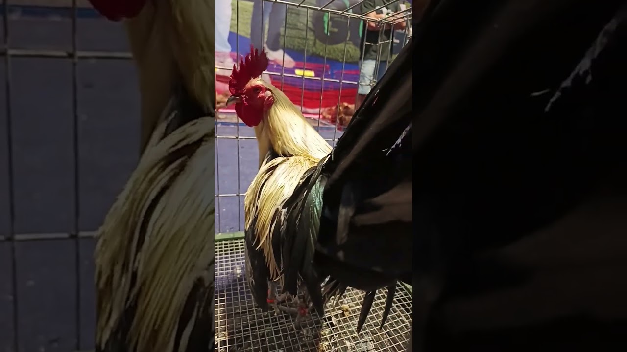 IGF 2025 | Martin Escolin Grey Brood Stag 