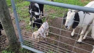 Goats at the Gate