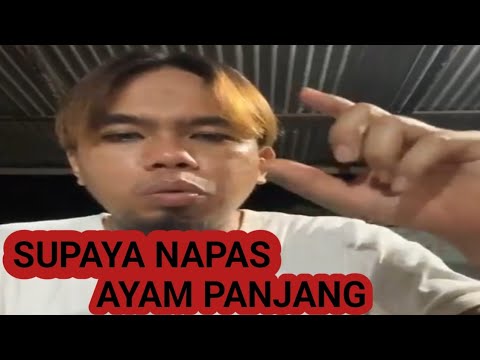 Cara Mengurus Ayam Aduan Yang Benar