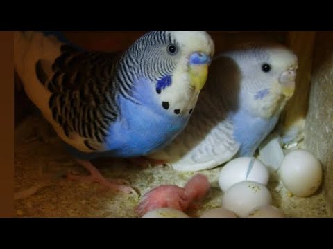 Baby Budgie Hatching. Rv petsfarm all breeds information contact number ...