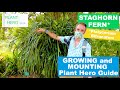 All About STAGHORN FERN Growing Guide and How to MOUNT! Platycerium Bifrucatum Care