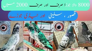 پاکستان لاہور کبوتر مارکیٹ ،ایشیا کی سب سے بڑی کبوتر مارکیٹ یہاں آپ کو ہر نسل کا کبوتر ملے گا@lahore