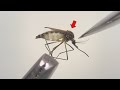 蚊を解剖したら中身が凄すぎた【蚊の解剖】