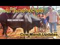 VIP Cow, VIP Qurbani | Lyari Cow Mandi 2025 | Cow Mandi 2025 | Lyari Bakra Piri | Maweshi Mandi 2025