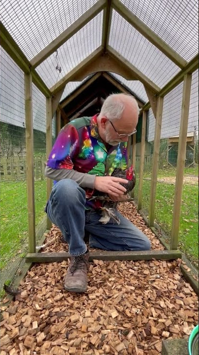 Hey Phill! Why Are My Hens Not Perching? #chickens #hens #poultry #chickencoop