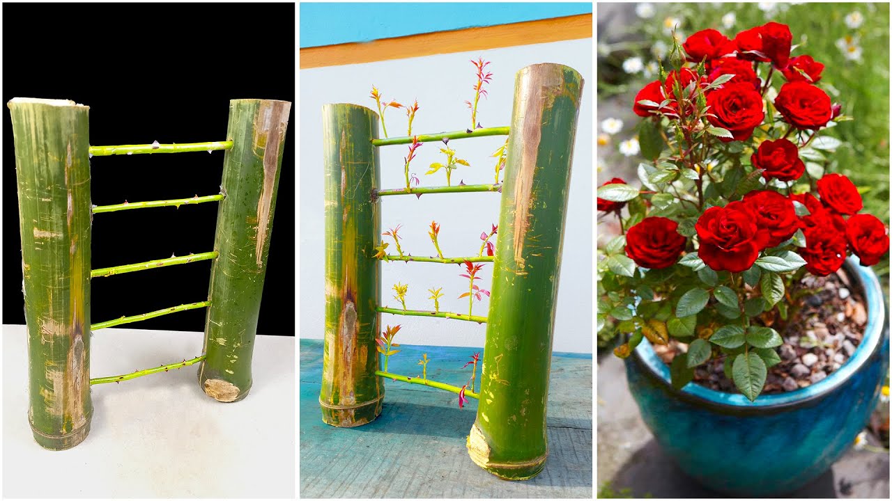 How to use bamboo for growing rose plant at home roof || Make you garden  royal & blossoming